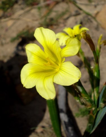 Moraea ochroleuca vein lines on yellow